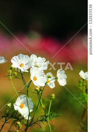 Cosmos swaying in the wind 132633536