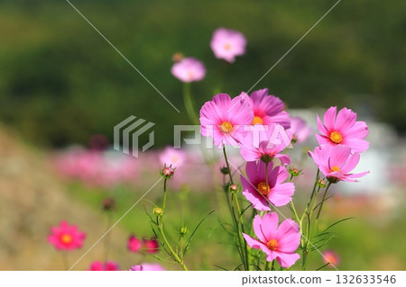 Cosmos swaying in the wind 132633546
