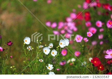 Cosmos swaying in the wind 132633547