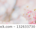 Fantastic cherry blossoms wrapped in spring light 132633730