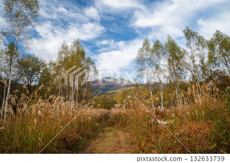 Autumn leaves in the forest at Norikura Plateau 132633739