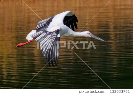 Stork in flight, autumn color background 132633761