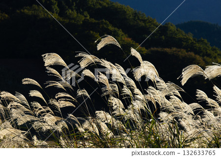 高原索尼子 132633765