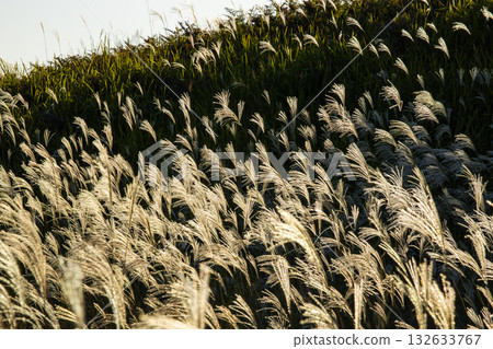 高原索尼子 132633767