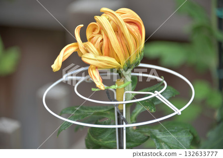 At the chrysanthemum exhibition 132633777