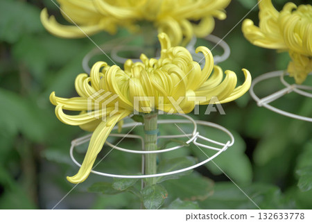 在菊花展上 132633778