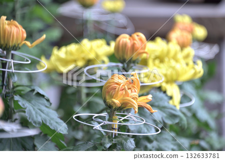 在菊花展上 在菊花展上 132633781