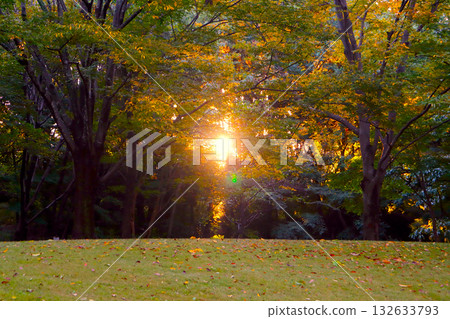 Autumn forest with morning sun filtering through the trees Autumn forest with morning sun filtering through the trees 132633793