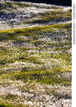 Susukihara of Soni Kogen 132633801