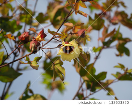 黃色棉花 132633850