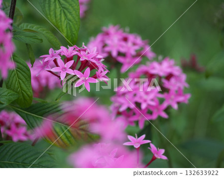 粉紅色的pentas花 132633922