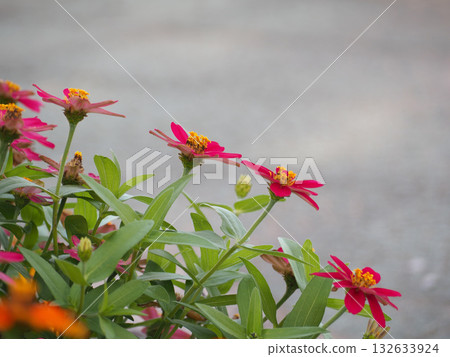 Zinnia Flower Zinnia Flower 132633924