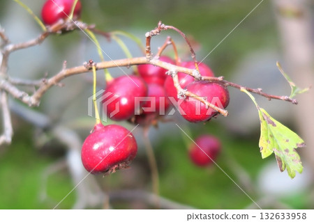 Hawthorn Hawthorn 132633958