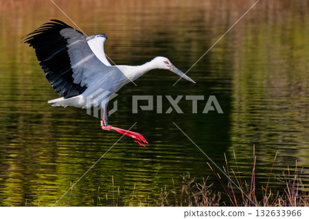 Stork preparing to land Stork preparing to land 132633966