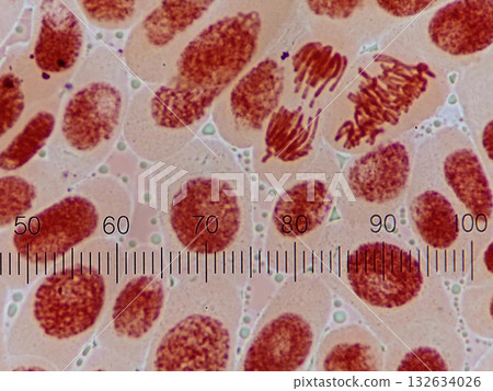 Cell division stained red 132634026