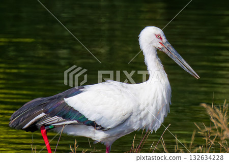 鸛鳥特寫 鸛鳥特寫 132634228