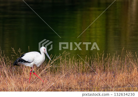 一隻鸛沿著池塘邊走 132634230