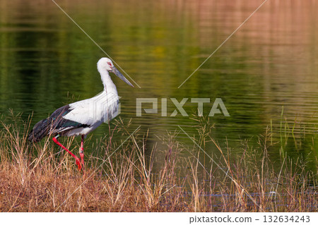一隻鸛凝視著池塘 132634243