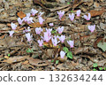 Cyclamen in the park 132634244
