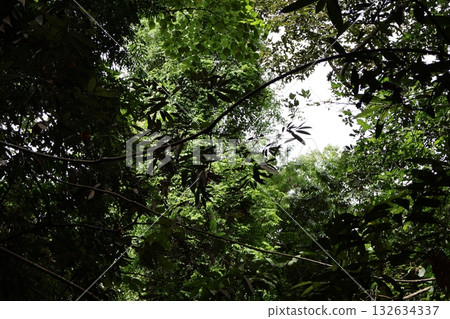 green leaf of tree in the forest green leaf of tree in the forest 132634337