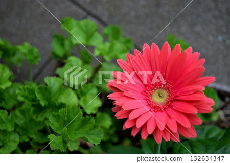 Gerbera Gerbera 132634347
