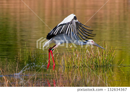 鸛躍出水面 鸛躍出水面 132634367