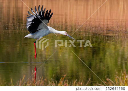 Stork flying over the surface of a pond 132634368