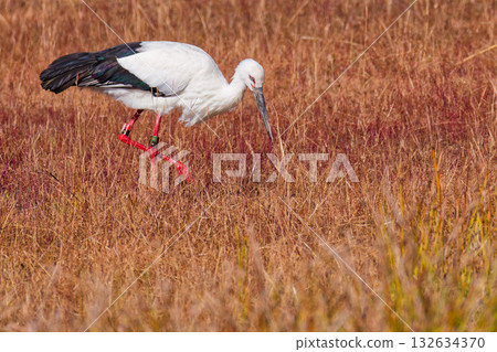 鸛尋找食物 鸛尋找食物 132634370