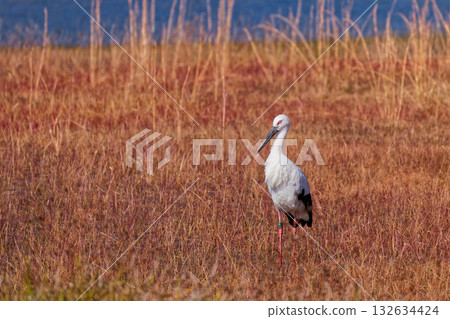 Autumn Stork Autumn Stork 132634424