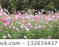  Cosmos field 132634437