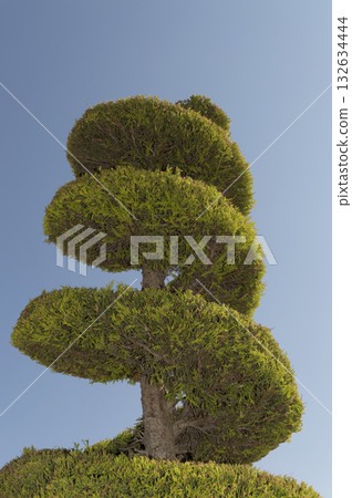 image of a pruned cypress with a rolled shape image of a pruned cypress with a rolled shape 132634444