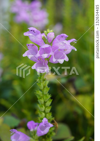 Physostegia (Hanatoro) Upright, lively and cute...1 Physostegia (Hanatoro) Upright, lively and cute...1 132634485