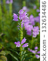 千屈菜（Physostegia）直立、活潑、可愛…2 132634486