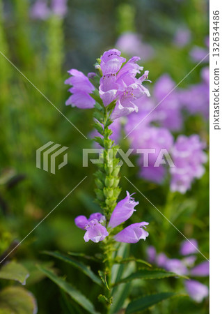 Physostegia (flower loosestrife) Upright, lively and cute...2 Physostegia (flower loosestrife) Upright, lively and cute...2 132634486