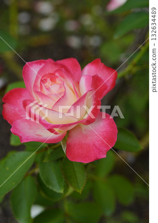 一朵漸層美麗的玫瑰：“摩納哥親王禧年” 132634489