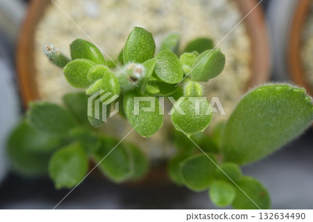 在熱浪中落光葉子後,它長出了新的圓形葉片,這或許是回歸根系的表現? 「熊童子」多肉植物…1 在熱浪中落光葉子後,它長出了新的圓形葉片,這或許是回歸根系的表現? 「熊童子」多肉植物…1 132634490