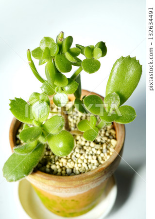 在熱浪中落光葉子後，它長出了新的圓形葉片，這或許是回歸根系的表現？ 「熊童子多肉植物」…2 132634491