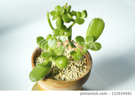 在熱浪中落光葉子後,它長出了新的圓形葉片,這或許是回歸根系的表現? 「熊童子多肉植物」…3 在熱浪中落光葉子後,它長出了新的圓形葉片,這或許是回歸根系的表現? 「熊童子多肉植物」…3 132634492