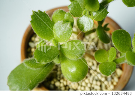 在熱浪中落光葉子後,它長出了新的圓形葉片,這或許是回歸根系的表現? 「熊童子多肉植物」…4 在熱浪中落光葉子後,它長出了新的圓形葉片,這或許是回歸根系的表現? 「熊童子多肉植物」…4 132634493