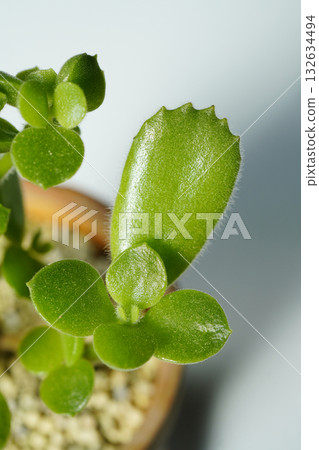 在熱浪中落光葉子後,它長出了新的圓形葉片,這或許是回歸根系的表現? 「熊童子多肉植物」…5 在熱浪中落光葉子後,它長出了新的圓形葉片,這或許是回歸根系的表現? 「熊童子多肉植物」…5 132634494