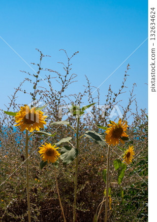 sunflower against a blue sky on a sunny day. High quality photo sunflower against a blue sky on a sunny day. High quality photo 132634624