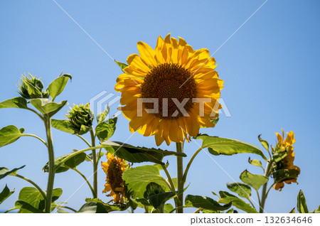 sunflower against a blue sky on a sunny day. High quality photo sunflower against a blue sky on a sunny day. High quality photo 132634646