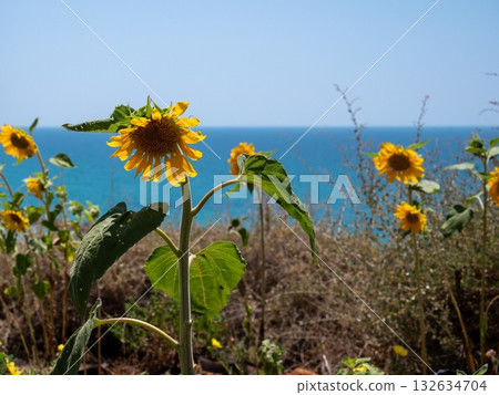 sunflower against the background of blue sea and sky. High quality photo 132634704