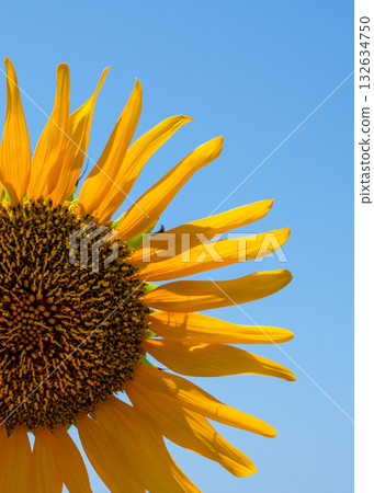 sunflower against a blue sky on a sunny day. High quality photo sunflower against a blue sky on a sunny day. High quality photo 132634750