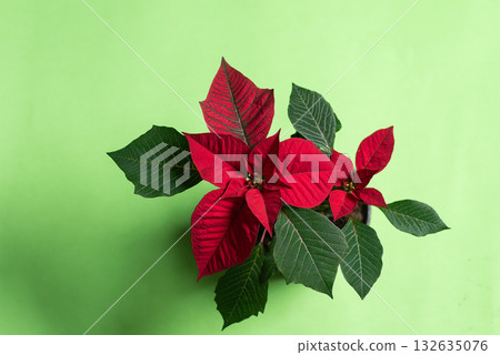 poinsettia plant display - bold red floral on lush green canvas 132635076