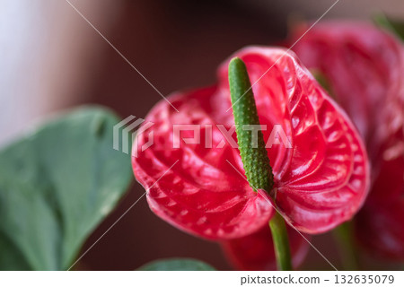brilliant red anthurium flower closeup displaying unique shape 132635079