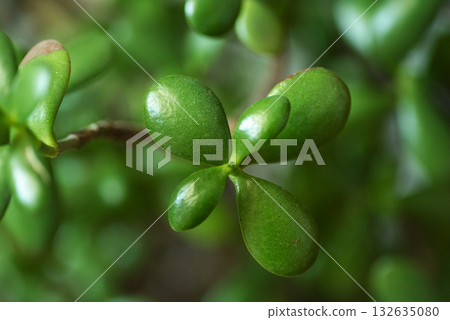 plump green succulent plant featuring glossy leaves and texture 132635080