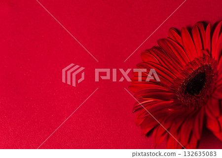 bold red gerbera daisy set against rich red background 132635083