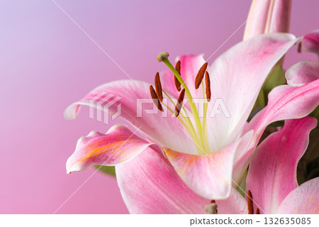 beautiful pink lilies against a soft gradient background 132635085