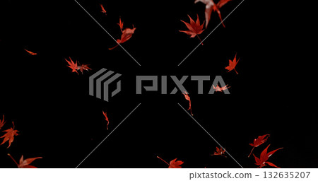 Falling Red Maple Leaves. Freeze Motion of Autumn Leaves Isolated on Black Background. Ideal for Seasonal Design, Background Overlays, and Creative Visual Projects. Falling Red Maple Leaves. Freeze Motion of Autumn Leaves Isolated on Black Background. Ideal for Seasonal Design, Background Overlays, and Creative Visual Projects. 132635207